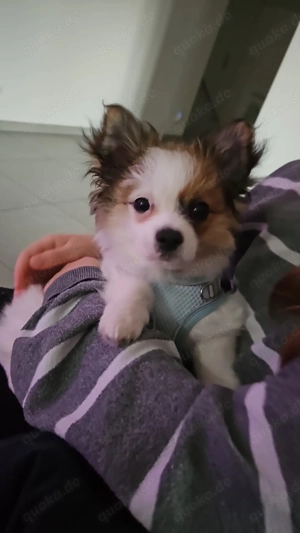 Welpe Chihuahua Malteser Pomeranian mix 