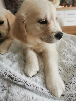 Golden Retriever Welpe