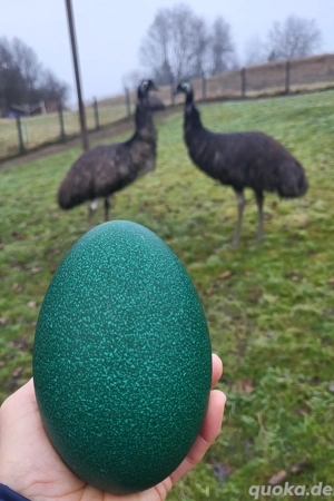 Emu Eier, Emuei