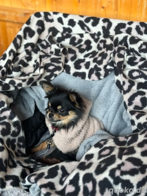 Süsse Chihuahua Hündin 