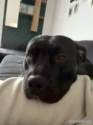 rocky sucht ein schönes zuhause. 