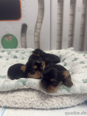 Yorkshire Terrier Welpen