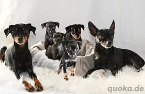 Zwergpinscher-, Rehpinscher Welpen (reinrassig)