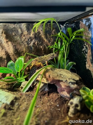 Leopardgecko mit Exo Terra