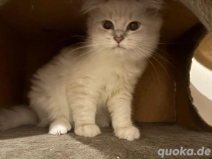 Perserkatze Ragdoll mixesh