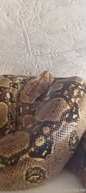 0.1 Boa constrictor mix