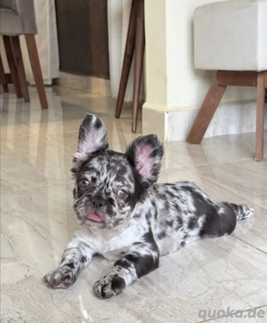 Extrem süß Französische Bulldoggen Welpen Bild 7
