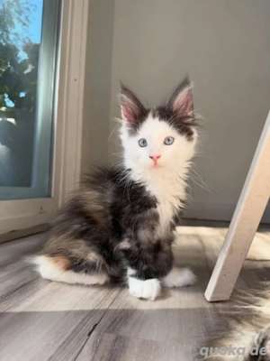 Entzückende Kätzchen zu verkaufen
