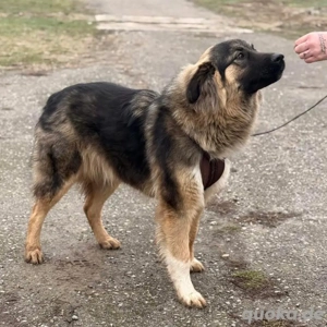 Nemar, junger und prächtiger Sarplaninac Mix Rüde Bild 3