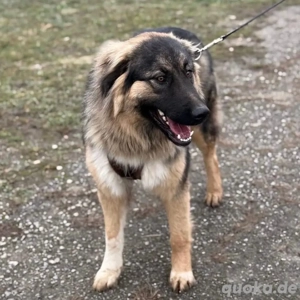 Nemar, junger und prächtiger Sarplaninac Mix Rüde Bild 7