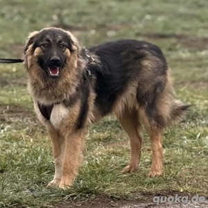 Nemar, junger und prächtiger Sarplaninac Mix Rüde Bild 6