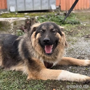Nemar, junger und prächtiger Sarplaninac Mix Rüde Bild 5