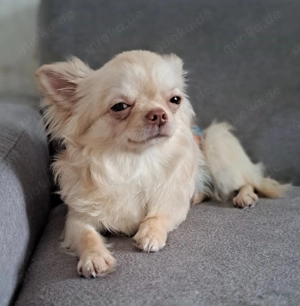 Chihuahua rüde langhaar creme