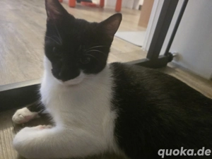 Kleiner Karter sucht zuhause 