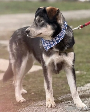 Zazuji, wunderhübscher Husky Labrador Mix Bild 6