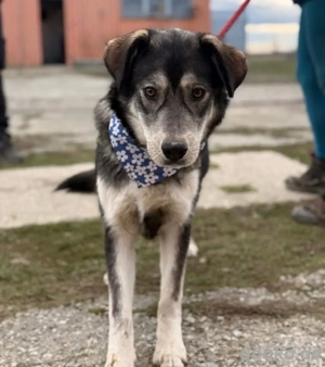 Zazuji, wunderhübscher Husky Labrador Mix Bild 3