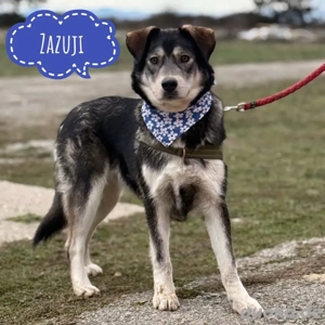 Zazuji, wunderhübscher Husky Labrador Mix