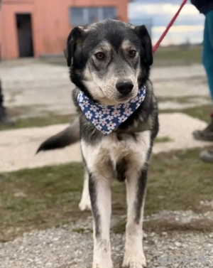 Zazuji, wunderhübscher Husky Labrador Mix Bild 4