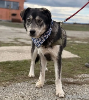 Zazuji, wunderhübscher Husky Labrador Mix Bild 2