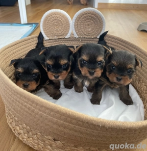 Liebevolle Yorkshire-Terrier-Welpen suchen ihr Für-immer-Zuhause