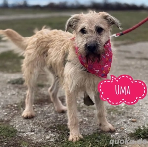 Uma, bezaubernde und junge Terrier Mischlingshündin