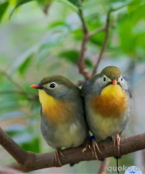 Chinesische Nachtigallen ( Sonnenvögel )