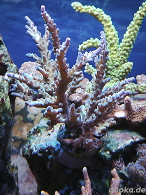 SPS Korallen abzugeben Meerwasser