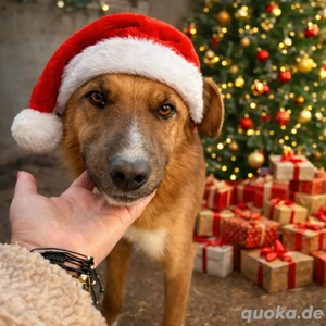 Taro - ein Jahr warten ist genug!