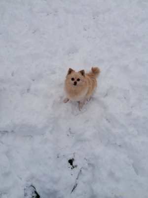 Pomeranian Zwergspitz Hündin 