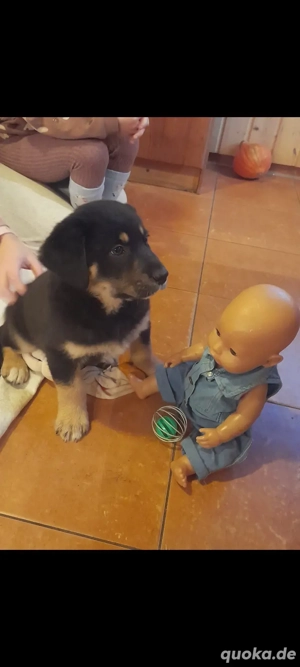 Aussie-Senne Mix Welpe