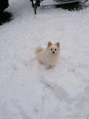Pomeranian Zwergspitz Hündin 