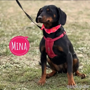 Mina, junge Slovensky Kopov Bracke