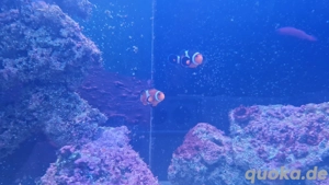 Meerwasser-Zierfische & Korallen aus gepflegter Hobbyhaltung abzugeben