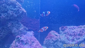 Meerwasser-Zierfische & Korallen aus gepflegter Hobbyhaltung abzugeben