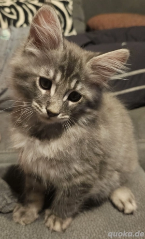 Main Coon Kitten ohne Stammbaum 