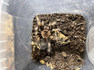 Vogelspinnen günstig abzugeben 