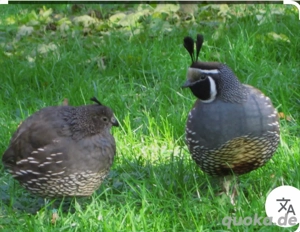 Kalifornische Schopfwachteln