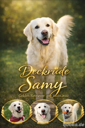 Golden Retriever Deckrüde 