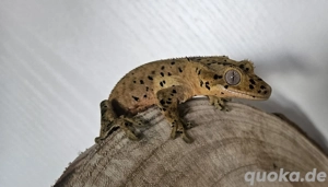 1.0 Red super Dalmatian