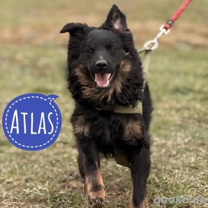 Atlas, wunderhübscher Mudi Kroatischer Schäferhund Mischling