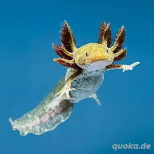 Axolotl männlich gesucht 