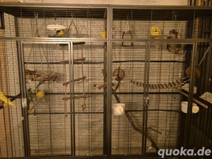 Ziegensittich zuverkaufen