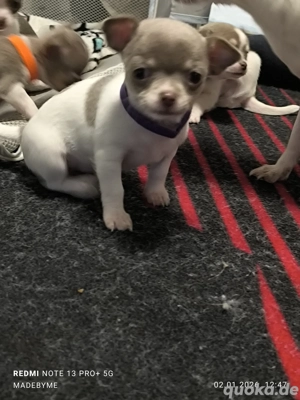Chihuahua Welpen 