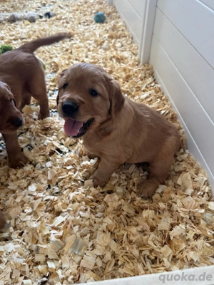 Golden Retriever Welpen abzugeben!