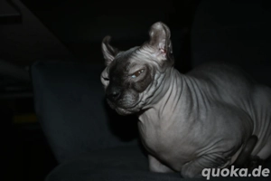 Sphynx elf Katze sucht ein Zuhause 