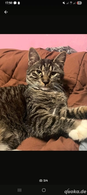 akira junge katze 9 monate alt 