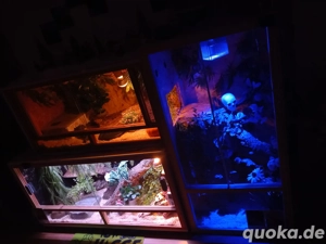  hausschlangen & terrarium DRINGEND 