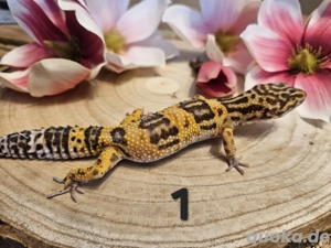 0.5 Leopardgeckos 