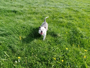 OEB-Rüde   3 Jahre jung