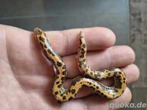 Ägyptische Sandboas NZ 2024